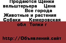 Продаются Щенки вельштерьера  › Цена ­ 27 000 - Все города Животные и растения » Собаки   . Кемеровская обл.,Топки г.